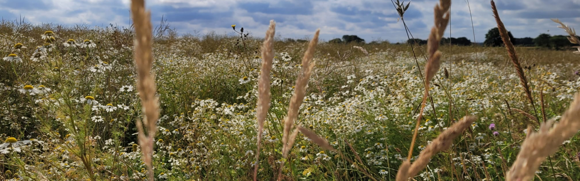 summer scene - lincs - taken by EK