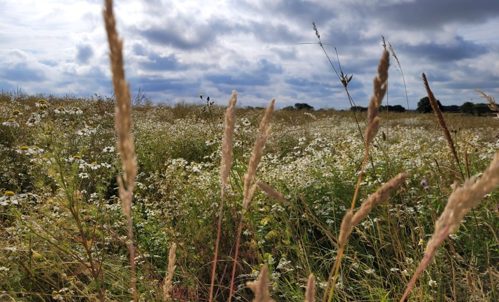 summer scene - lincs - taken by EK